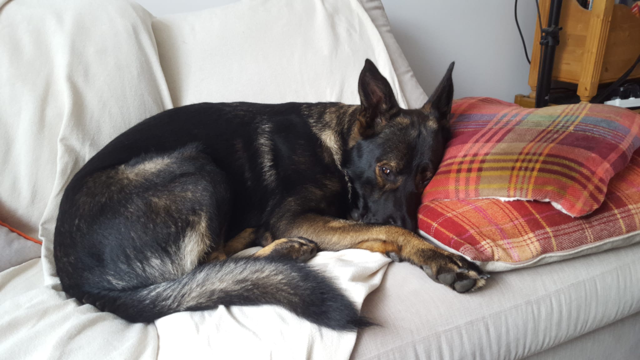 Tired Ronnie - Aug 2023.